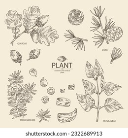 Collection of cosmetic and medical plants: larix, quercus, betulaceae bark, taxus baccata. Vector hand drawn illustration