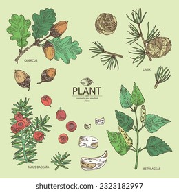 Collection of cosmetic and medical plants: larix, quercus, betulaceae bark, taxus baccata. Vector hand drawn illustration