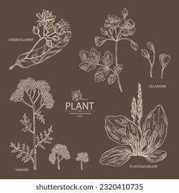 Collection of cosmetic and medical plants: linden flower, celandine,  large plantain, yarrow flowers. Vector hand drawn illustration