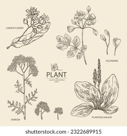 Collection of cosmetic and medical plants: linden flower, celandine,  large plantain, yarrow flowers. Vector hand drawn illustration