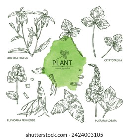 Collection with cosmetic and medical plants: lobelia chinensis flowers, pueraria lobata, cryptotaenia japonica, euphorbia pekinensis. Vector hand drawn illustration