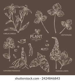 Collection with cosmetic and medical plants: lobelia chinensis flowers, pueraria lobata, cryptotaenia japonica, euphorbia pekinensis. Vector hand drawn illustration