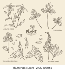 Collection with cosmetic and medical plants: lobelia chinensis flowers, pueraria lobata, cryptotaenia japonica, euphorbia pekinensis. Vector hand drawn illustration