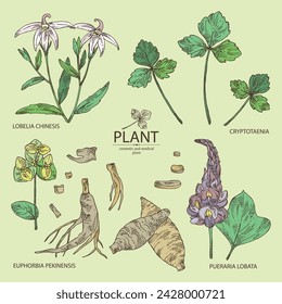 Collection with cosmetic and medical plants: lobelia chinensis flowers, pueraria lobata, cryptotaenia japonica, euphorbia pekinensis. Vector hand drawn illustration