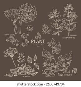 Collection of cosmetic and medical plants: lotus seeds, brahmi flowers, guduchi plant, indigo and azhgon seeds. Vector hand drawn illustration
