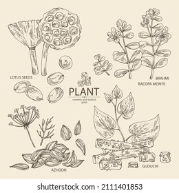 Collection of cosmetic and medical plants: lotus seeds, brahmi flowers, guduchi plant, indigo and azhgon seeds. Vector hand drawn illustration