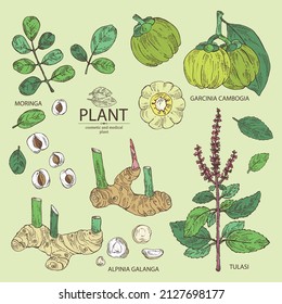 Collection of cosmetic and medical plants: moringa, tulasi, holy basil plant ,garcinia cambogia, large galangal root. Vector hand drawn illustration