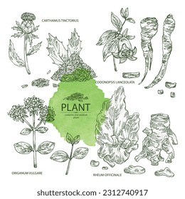Collection of cosmetic and medical plants: origanum vulgare, rheum officinale roots, carthamus tinctorius, codonopsis lanceolata. Vector hand drawn illustration