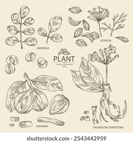 Coleção de plantas cosméticas e médicas: rauwolfia serpentina, sementes de azhgon, frutos de kukubha, moringa. Ilustração desenhada à mão vetorial