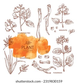 Collection of cosmetic and medical plants: rubia cordifolia, boerhavia diffusa, punarnava, pterocarpus marsupium, indian kino tree, cyperus rotundus, nagarmotha. Vector hand drawn illustration