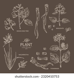 Collection of cosmetic and medical plants: rubia cordifolia, boerhavia diffusa, punarnava, pterocarpus marsupium, indian kino tree, cyperus rotundus, nagarmotha. Vector hand drawn illustration