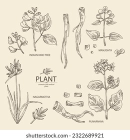 Collection of cosmetic and medical plants: rubia cordifolia, boerhavia diffusa, punarnava, pterocarpus marsupium, indian kino tree, cyperus rotundus, nagarmotha. Vector hand drawn illustration