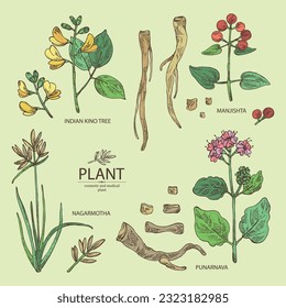 Collection of cosmetic and medical plants: rubia cordifolia, boerhavia diffusa, punarnava, pterocarpus marsupium, indian kino tree, cyperus rotundus, nagarmotha. Vector hand drawn illustration