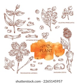 Collection of cosmetic and medical plants: saussurea costus, сelastrus paniculatus, leptadenia reticulata, trichosanthes japonica. Vector hand drawn illustration