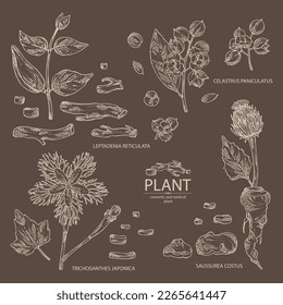 Collection of cosmetic and medical plants: saussurea costus, сelastrus paniculatus, leptadenia reticulata, trichosanthes japonica. Vector hand drawn illustration