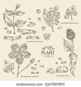 Collection of cosmetic and medical plants: saussurea costus, сelastrus paniculatus, leptadenia reticulata, trichosanthes japonica. Vector hand drawn illustration