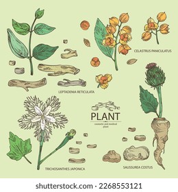 Collection of cosmetic and medical plants: saussurea costus, сelastrus paniculatus, leptadenia reticulata, trichosanthes japonica. Vector hand drawn illustration