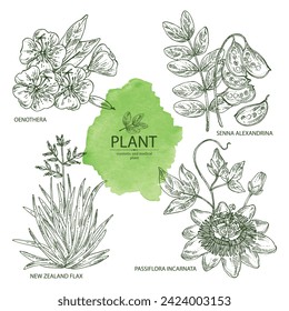 Collection with cosmetic and medical plants: senna alexandrina, passiflora incarnata, evening primula, oenothera plant, new zealand flax. Vector hand drawn illustration