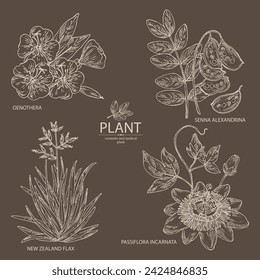 Collection with cosmetic and medical plants: senna alexandrina, passiflora incarnata, evening primula, oenothera plant, new zealand flax. Vector hand drawn illustration