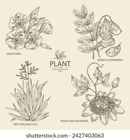 Collection with cosmetic and medical plants: senna alexandrina, passiflora incarnata, evening primula, oenothera plant, new zealand flax. Vector hand drawn illustration