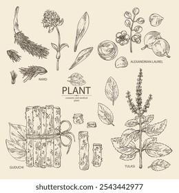 Collection of cosmetic and medical plants: tulasi, guduchi, alexandria laurel, nardostachys jatamansi. Vector hand drawn illustration