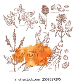 Collection of cosmetic and medical plants: verbena, saussurea costus, ginseng, houttuynia. Vector hand drawn illustration