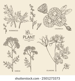 Colección de plantas cosméticas y médicas: ajenjo, milenrama, caléndula, celandina. Vector dibujado a mano ilustración