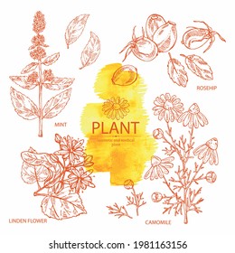 Collection of cosmetic, perfumery and medical plants: linden flower, mint plant, camomile flowers and dog rose berries. Vector hand drawn illustration