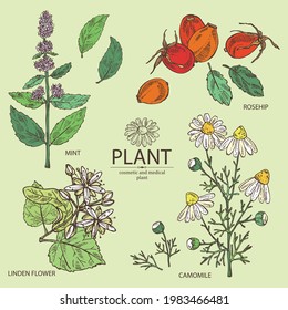 化粧品 香り 医療用植物のコレクション リンデンの花 ミントの植物 カモミールの花 ドッグローズのベリー ベクター手描きのイラスト のベクター画像素材 ロイヤリティフリー