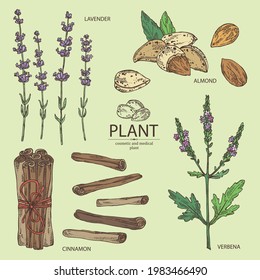 Collection of cosmetic, perfumery and medical plants: lavender flowers, almond nuts, cinnamon and verbena flowering branch . Vector hand drawn illustration