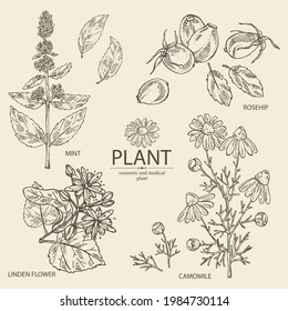 Colección de plantas cosméticas, aromáticas y medicinales: flor de tilo, planta de menta, flores de camomila y bayas de rosa de perro. Ilustración dibujada a mano por el vector