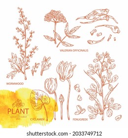 Collection of cosmetic, perfumery and medical plants: wormwood flowers and leaves, valeriana flower and roott, cyclamen and dog fenugreek seeds. Vector hand drawn illustration