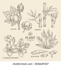 Collection of cosmetic, perfumery and medical plants: bamboo, plumeria flowers, blue agave and cotton plant . Vector hand drawn illustration