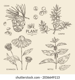 Collection of cosmetic, perfumery and medical plants: juniper, echinacea flowers, nettle plant and cedar cone. Vector hand drawn illustration