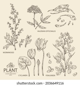 Collection of cosmetic, perfumery and medical plants: wormwood flowers and leaves, valeriana flower and roott, cyclamen and dog fenugreek seeds. Vector hand drawn illustration