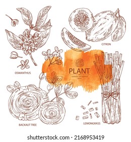 Collection of cosmetic perfumery and medical plants: guaiac tree, backaut tree, citron frut, lemongrass, osmanthus flowers. Vector hand drawn illustration