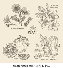 Collection of cosmetic, perfumery and medical plants: plumeria flowers, frangipani, agar wood, oud tree, yuzu frut, albizia lankaran flowers. Vector hand drawn