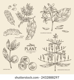 Collection of cosmetic, perfumery and medical plants: acacia concinna, garcinia indica, holarrhena pubescens, andrographis paniculata. Vector hand drawn illustration