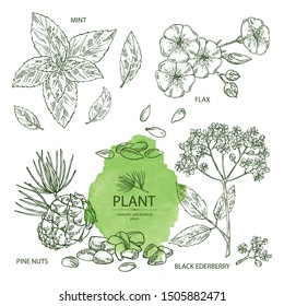 Collection of cosmetics and medical plant: flax seeds and flowers, mint leaves, cedar cone, elderberry black flowers. Vector hand drawn illustration.