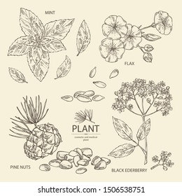 Collection of cosmetics and medical plant: flax seeds and flowers, mint leaves, cedar cone, elderberry black flowers. Vector hand drawn illustration.