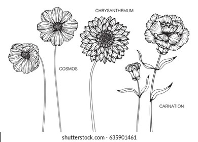 Collection Of Cosmos, Carnation, Chrysanthemum Flowers Drawing And Sketch With Line-art On White Backgrounds.