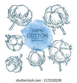 Collection of cotton plant. Vector hand drawn illustration.