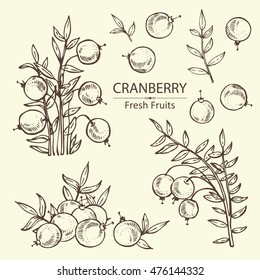 Collection Of Cranberry . Hand Drawn