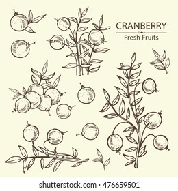 Collection Of Cranberry . Hand Drawn