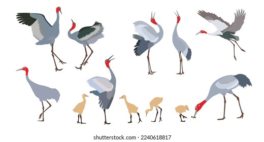 Collection of crane birds. Crane birds isolated vector illustration. Egret, heron design element.  wildlife style.