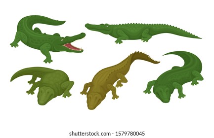 Collection of Crocodiles, Green Reptile Animal in Different Poses Vector Illustration