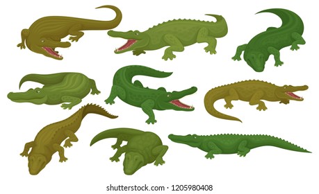 Collection of crocodiles, predatory amphibian animals in different poses vector Illustration on a white background