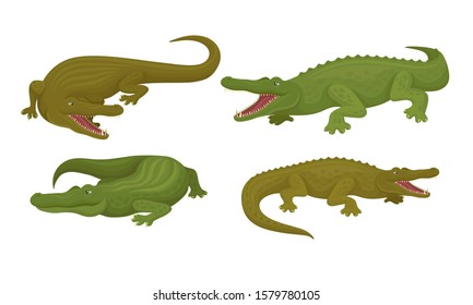Collection of Crocodiles, Reptile Animal in Different Poses Vector Illustration