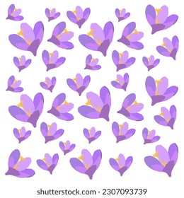 Collection of crocuses and saffrons. A set of spring purple, yellow and white crocuses. Vector illustration of beautiful multicolored flowers