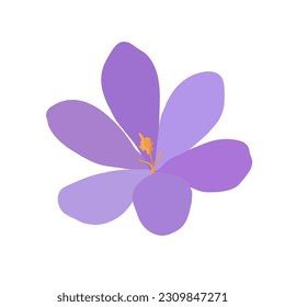 Collection of crocuses and saffrons. A set of spring purple, yellow and white crocuses. Vector illustration of beautiful multicolored flowers